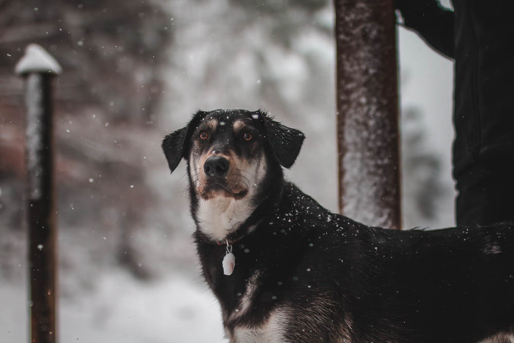 Dog in the snow